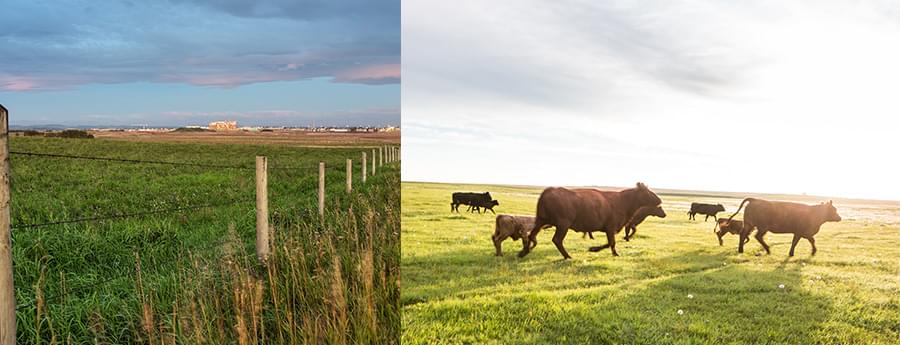 Collage: farmland and cattle